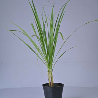 Lemon Grass