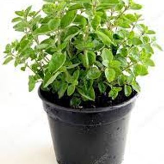 Oregano