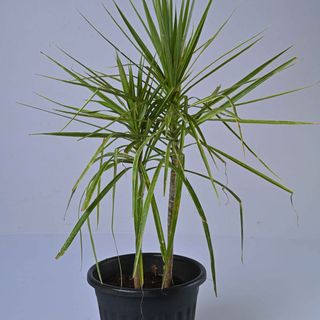 Dracaena Marginata Colorama Green