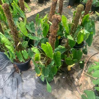 Philodendron Kerala Hybrid Moss Stick