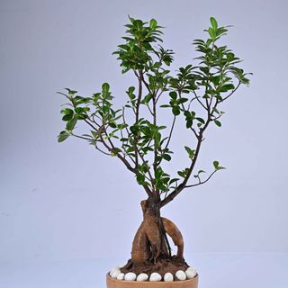 Ficus Ginseng Large