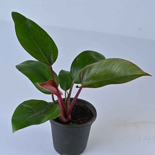 Philodendron Rojo Congo