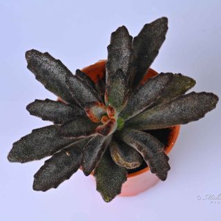 Kalanchoe Tomentosa