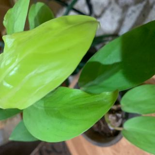 Golden Philodendron