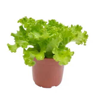 Lettuce