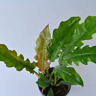 Philodendron Narrow Tiger