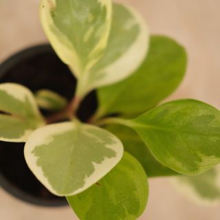 Peperomia Obtusifolia Variegata