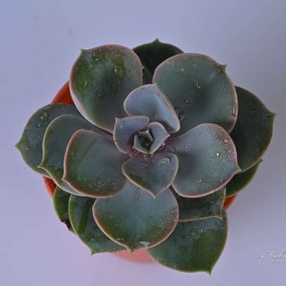 Echeveria Purple Pearl