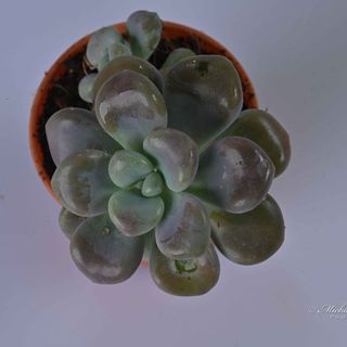 Pachyveria Oviferum Roseum