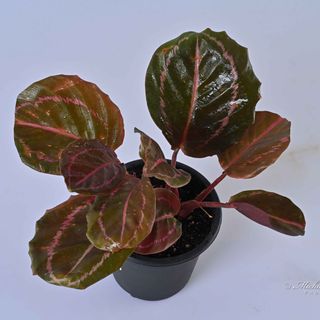 Calathea Roseopicta