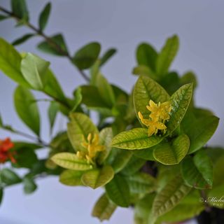 Ixora Dwarf