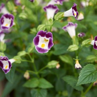 Torenia