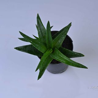 Aloe Exotic