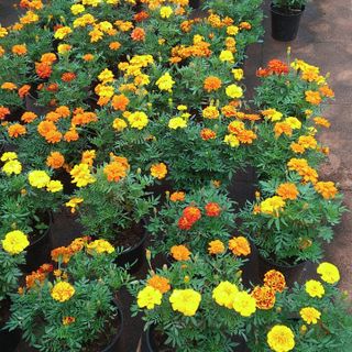 French Marigold