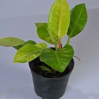 Philodendron Moonshine