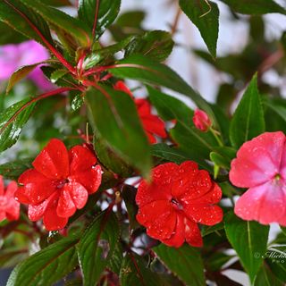 Impatiens