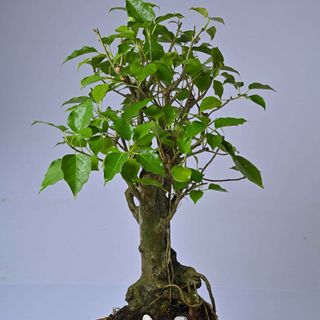 Bodhi Bonsai aged 8 years