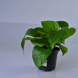 Money Plant Green