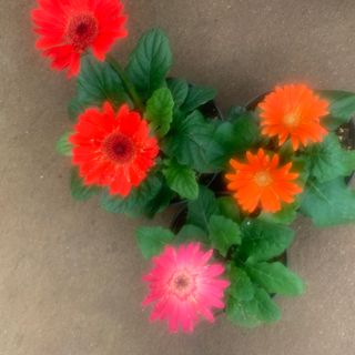 Gerbera