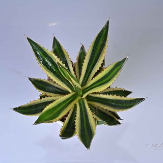 Agave Univittata