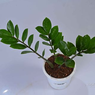 Zamia