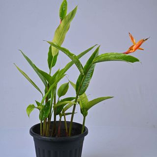 Heliconia Green Psittacorum