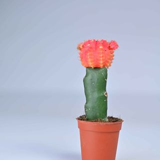 Moon Grafted Cactus