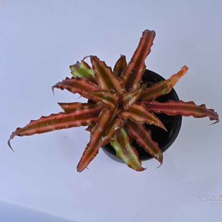 Cryptanthus