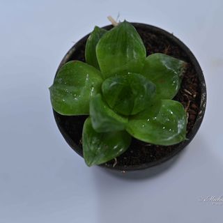 Haworthia Cymbiformis