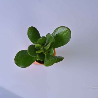 Crassula Ovata Small