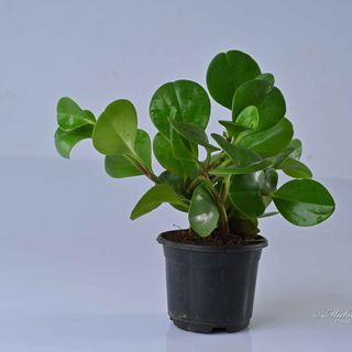 Peperomia Obtusifolia Green