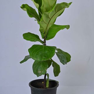 Fiddle-Leaf Fig Aka Ficus Lyrata