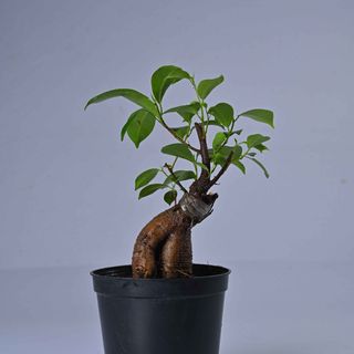 Ficus Ginseng Small