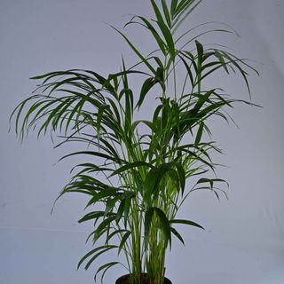 Areca Palm Regular 