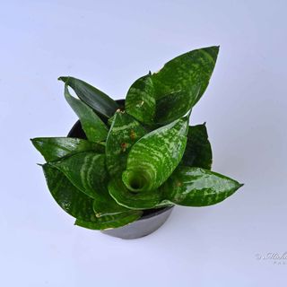 Sansevieria Green Hahnii