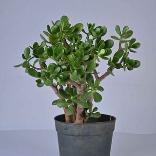 Crassula Ovata L