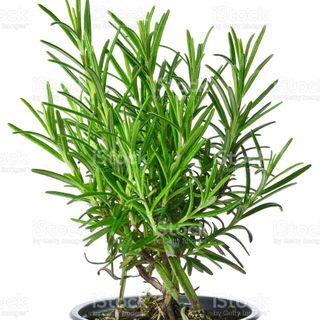 Rosemary