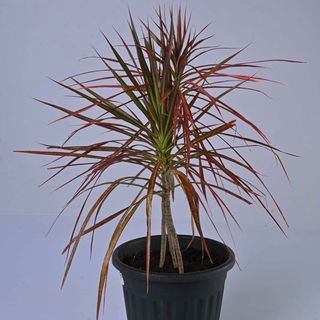 Dracaena Marginata Colorama Pink