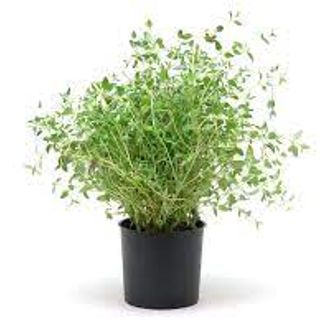 Thyme