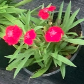 Dianthus