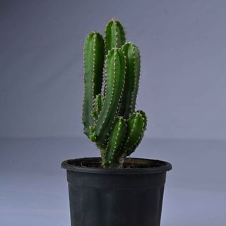 Triangular Cactus