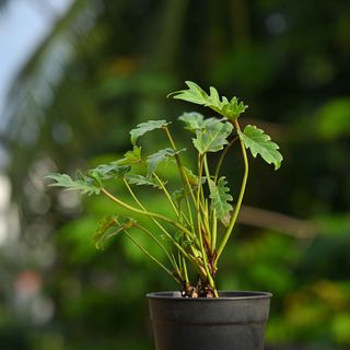 Philodendron Xanadu