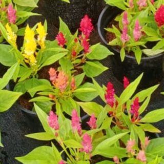 Celosia