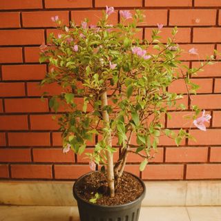 Bougainvillea One Color - Pink , White and Orange