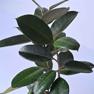 Ficus Elastica Aka Rubber Plant Medium