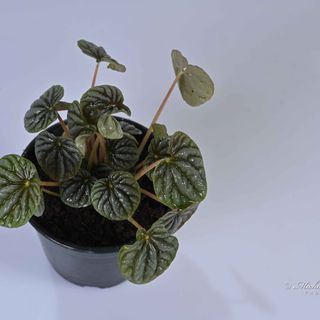 Peperomia Caperata