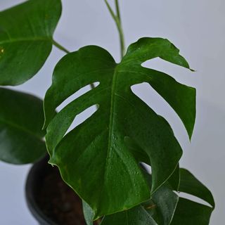 Foliage Plants 