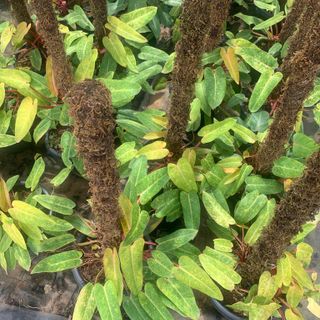 Painted Lady Philodendron Moss Stick