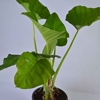 Philodendron Giganteum Regular