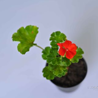 Geranium 